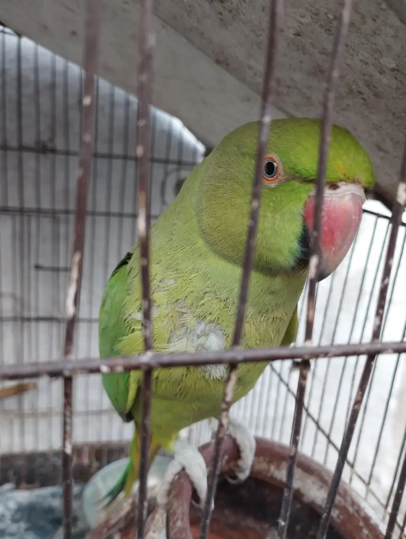 Green Parrot  0321-6000426 — photo 3
