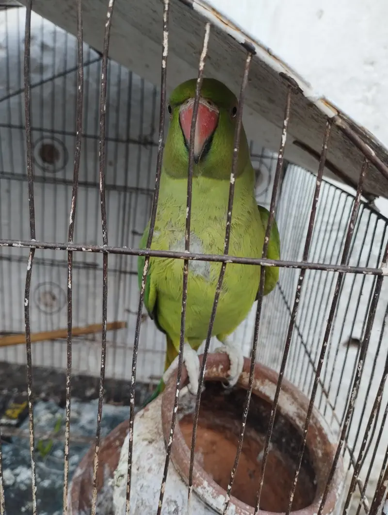 Green Parrot  0321-6000426 — photo 4