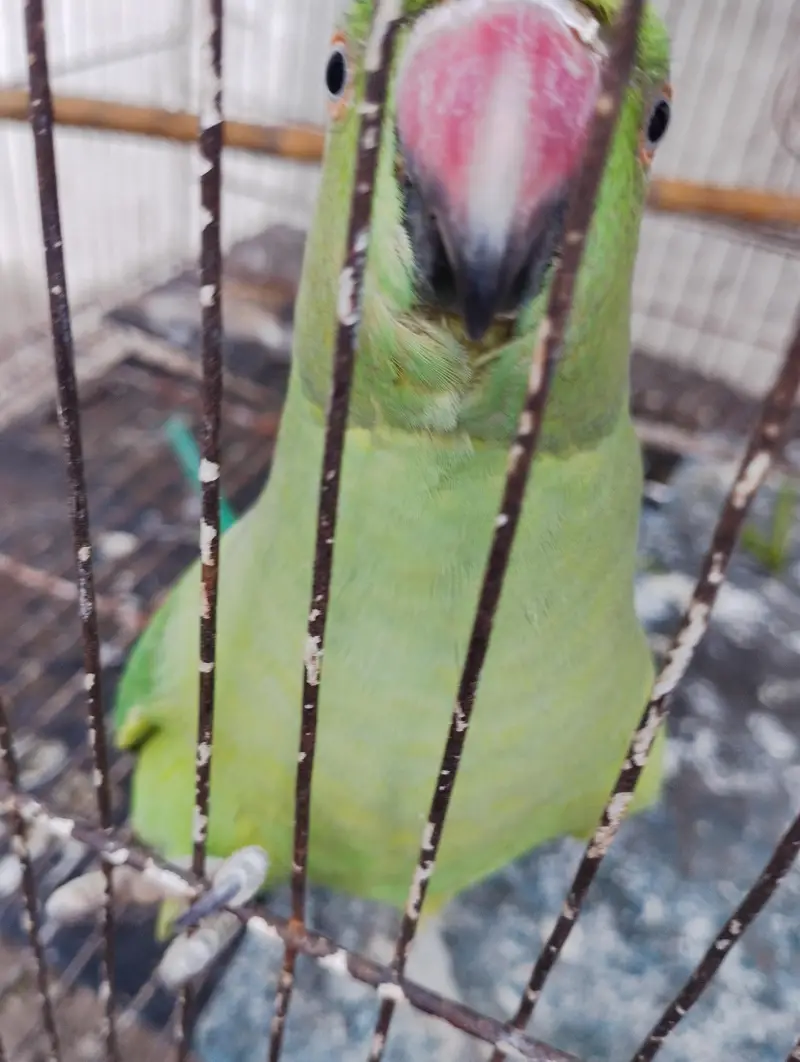 Green Parrot  0321-6000426 — photo 5