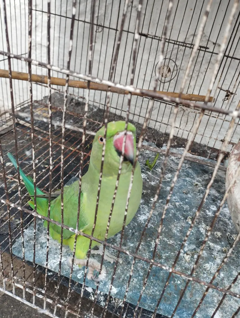 Green Parrot  0321-6000426 — photo 6