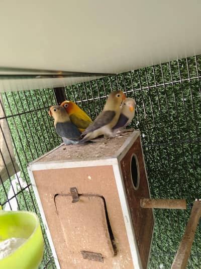 LOVE BIRDS