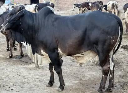 bulls for sale my WhatsApp number 03 45 70 84 4 34