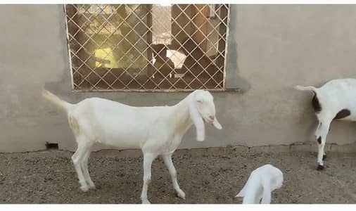 qurbani k liy Rajan pure goat