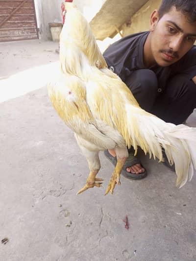 SALE OFFER 0326 7862585