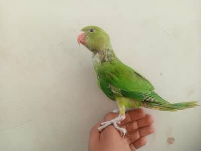 Hand tame Male for urgent sale