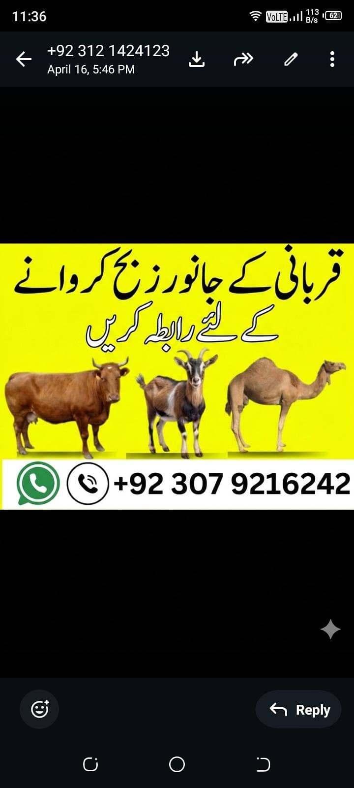 qasyi 0