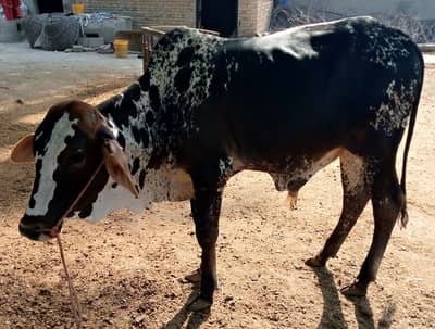 sahiwal cross cow /cholistani cross cow / Bachra / cow /Qurbani janwar