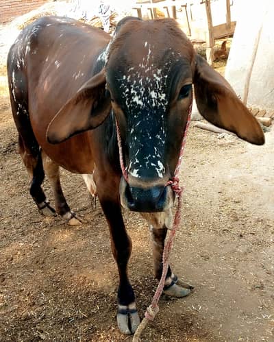 sahiwal cross cow /cholistani cross cow / Bachra / cow /Qurbani janwar