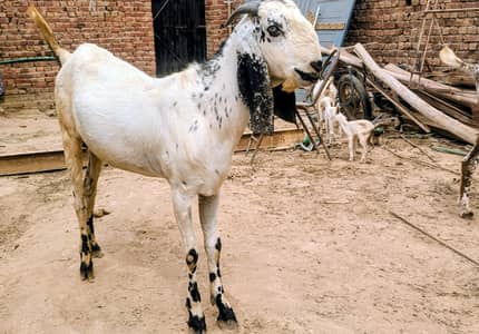 4.  FRESH 2 DANT BAKRAY FOR QURBANI 2026