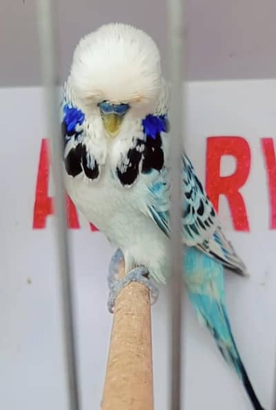 Exhibition Hogoromo Budgies