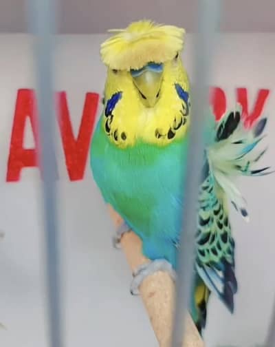 Exhibition Hogoromo Budgies