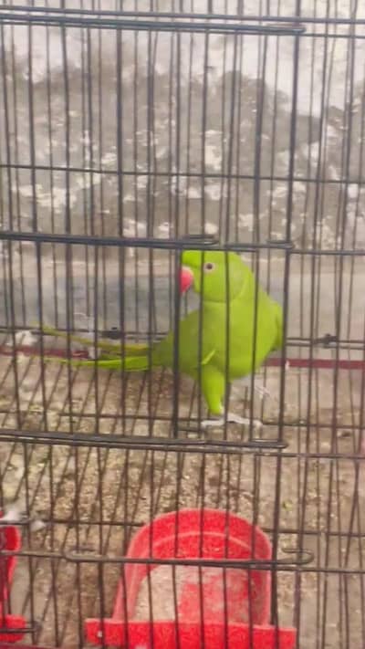 Parrot Female with cage