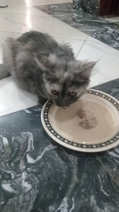Persian kitten | Punch Face kittens| Male kitten For Sale