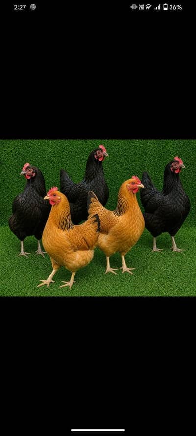 Golden Misri hens   Desi hens