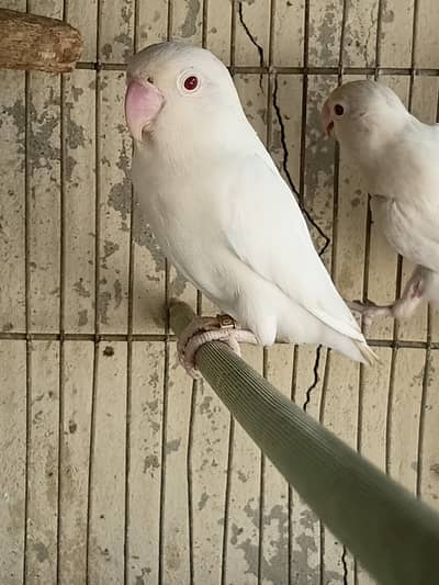 Albino Red Eye Breeder Female , Dove Breeder pair