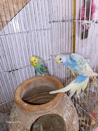 1 Australian Pair