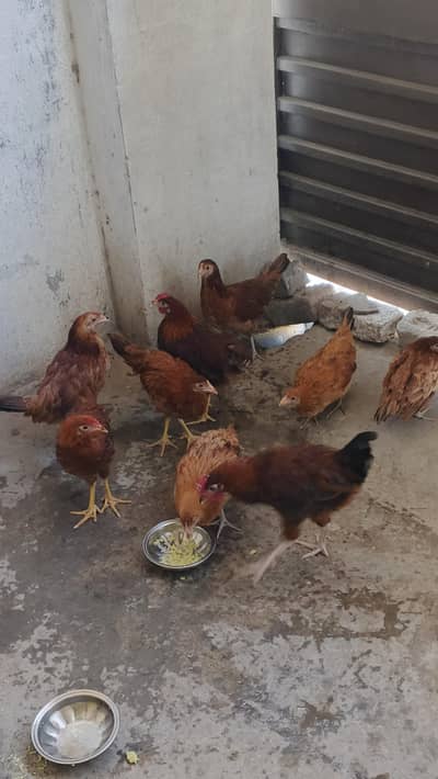 Hens breeder