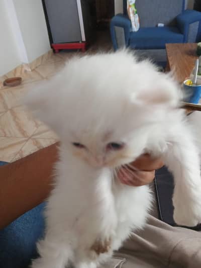 Persian kittens
