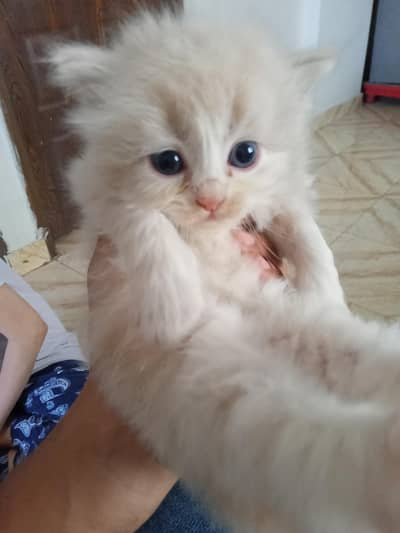 Persian kittens