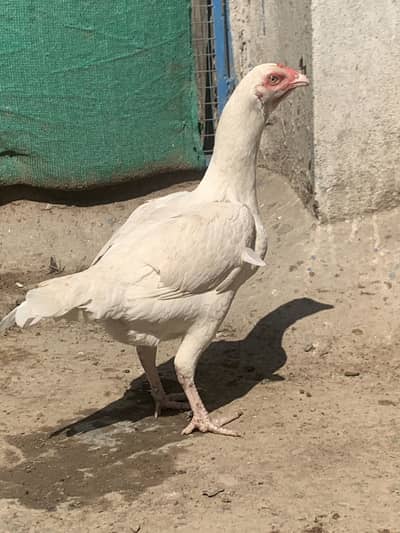 Aseel heera