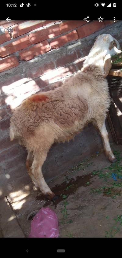 chatra qurbani vala