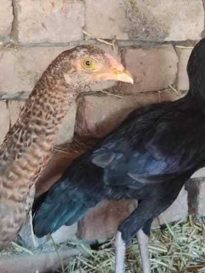 pair sale agr 1pice bi lyna hu to mil jay ga