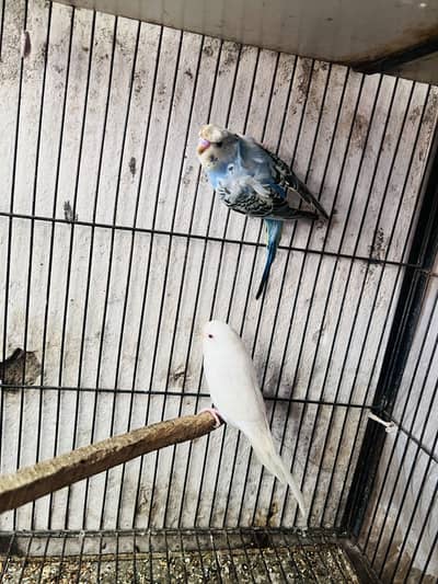 Hogoromo red eyes and blackwing budgie