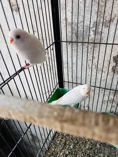 Red eyes budgie