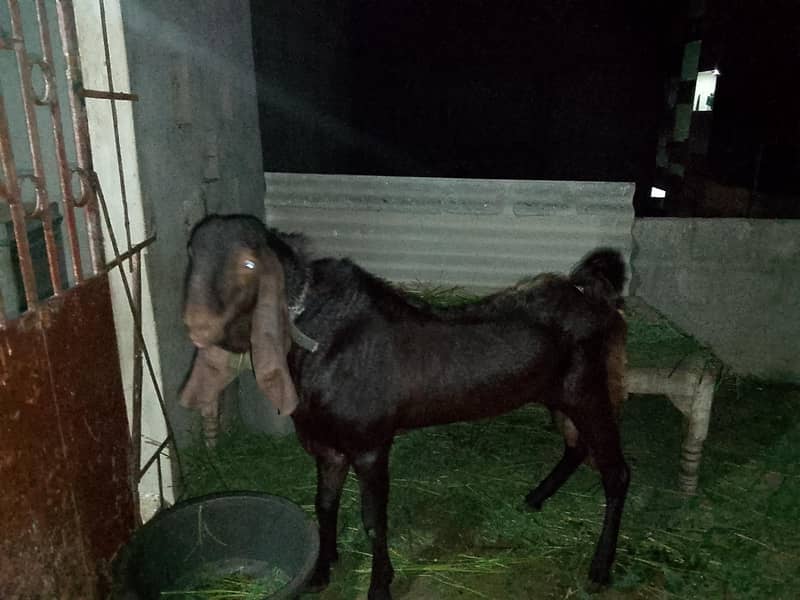 bakra 0