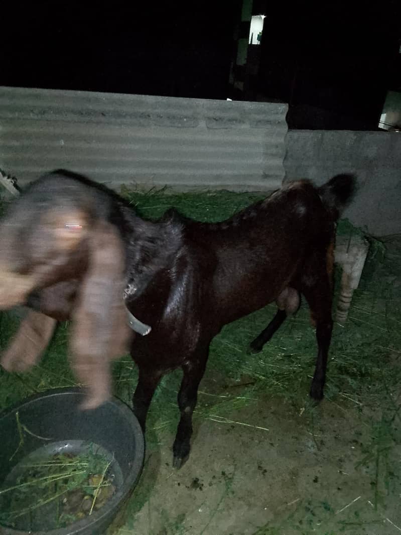 bakra 1