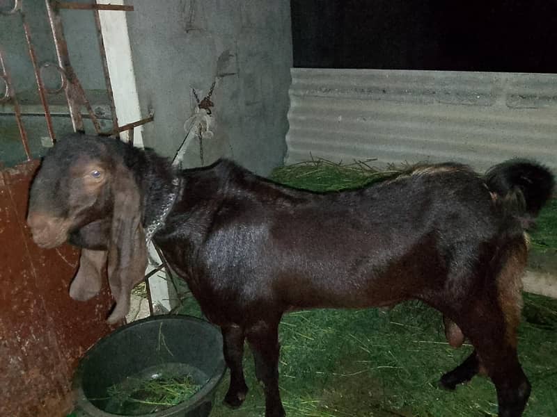bakra 2
