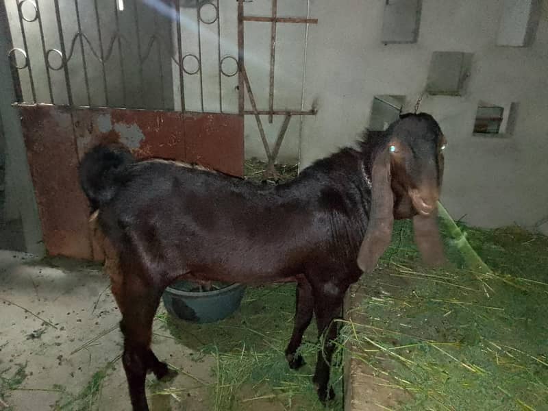 bakra 3
