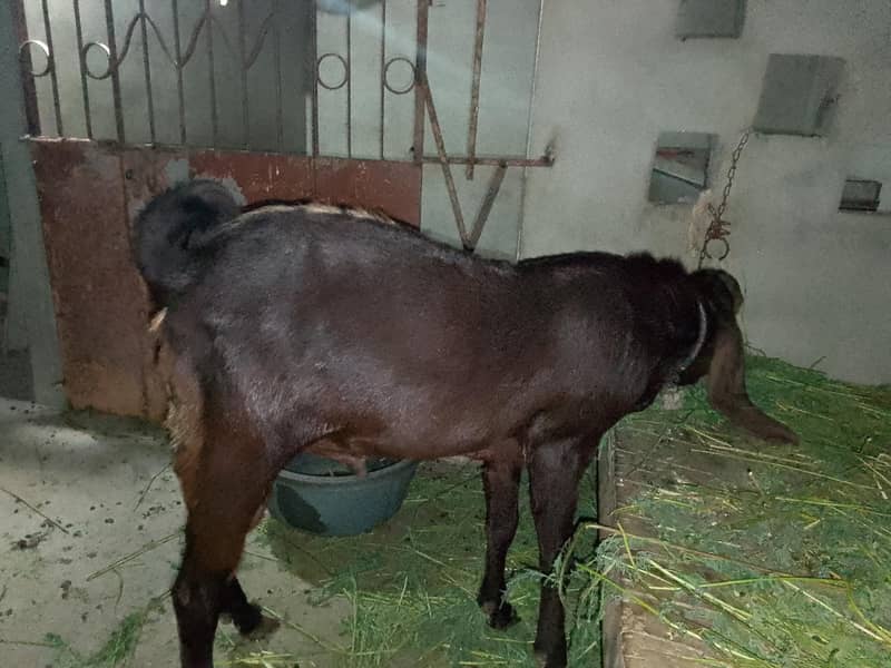 bakra 4