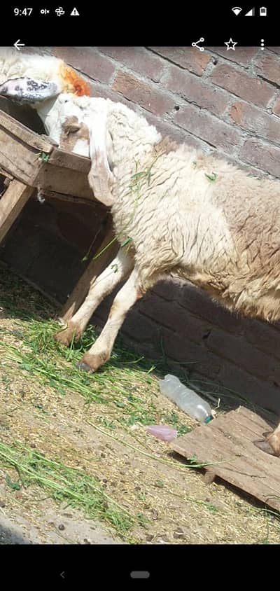 chatra qurbani vala