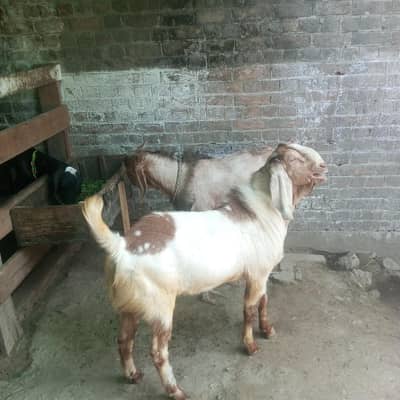 dasi Bakra kurbani ka leya