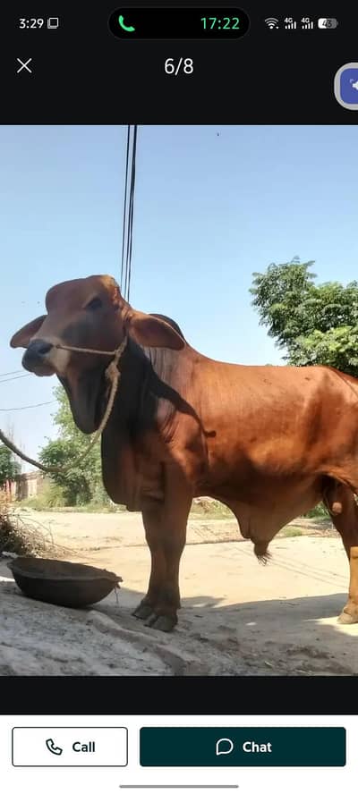 bulls for sale my WhatsApp number 03 45 70 84 4 34