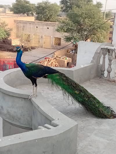 3 bird for sale interested come inbox 
