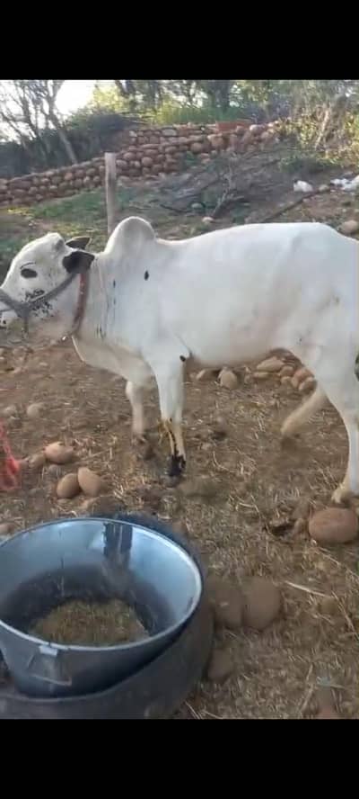 bull for selling