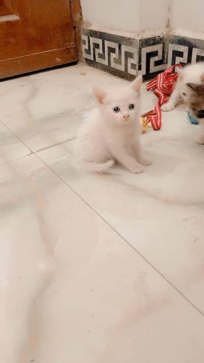 Cute Persian kittens