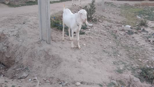 best qurbani Bakra 2026