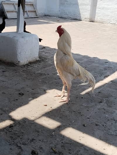 white Aseel