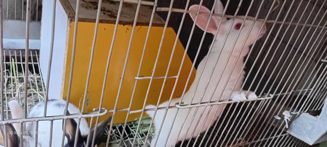 Rabbit Bunnies, khargosh babies, Bache, Red eye, Black eye, for sale
