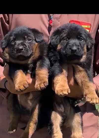 German Shepherd long coat male female for sale available