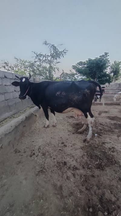 Friesian Cross | Cholistani | cow for sale
