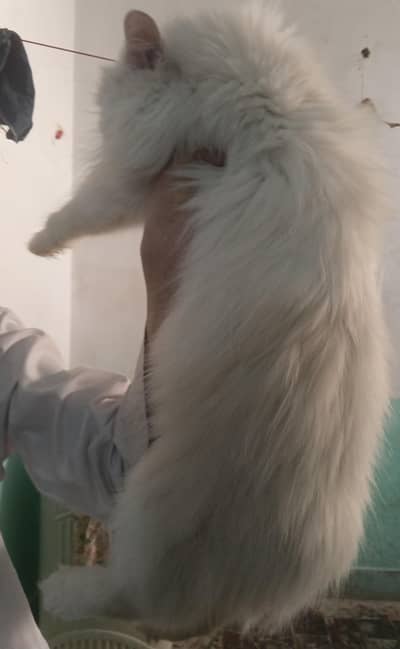 femail train cat