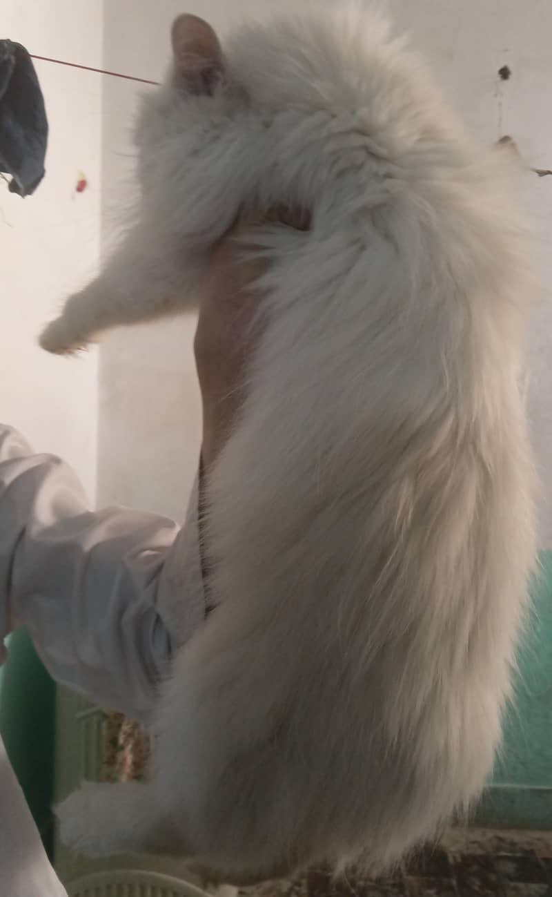 femail train cat 0