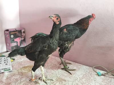 aseel black