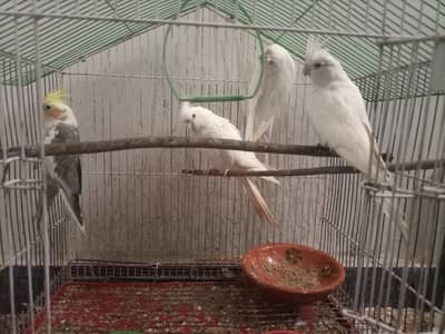 1 pair Albino ,1 pair grey albino cockatiel