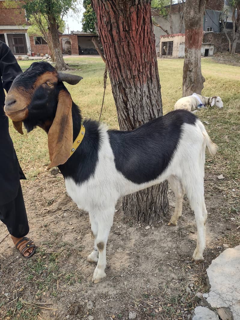dono Bakra 0