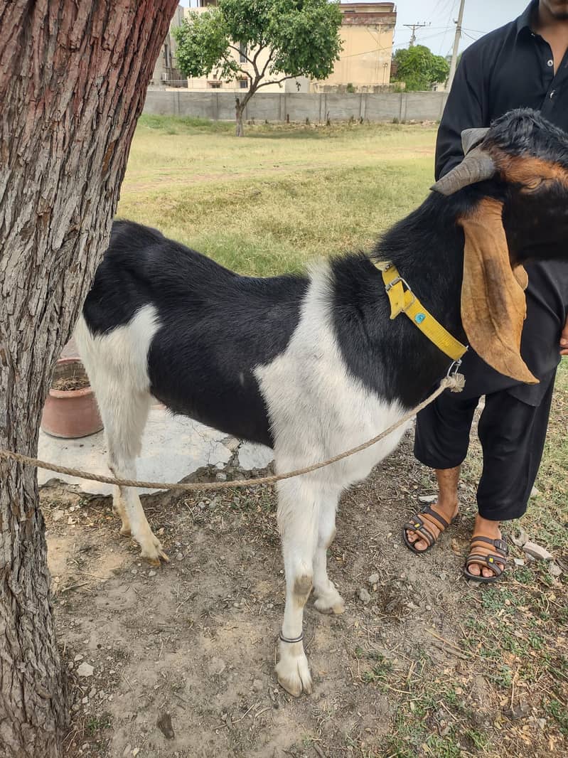 dono Bakra 1